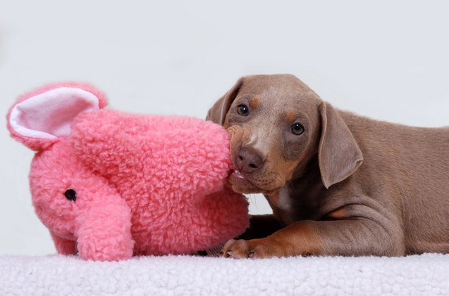 chew on these tips to survive your puppy s teething stage