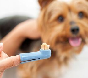 Pros and Cons of Pet Dental Care Products