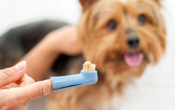 Pros and Cons of Pet Dental Care Products