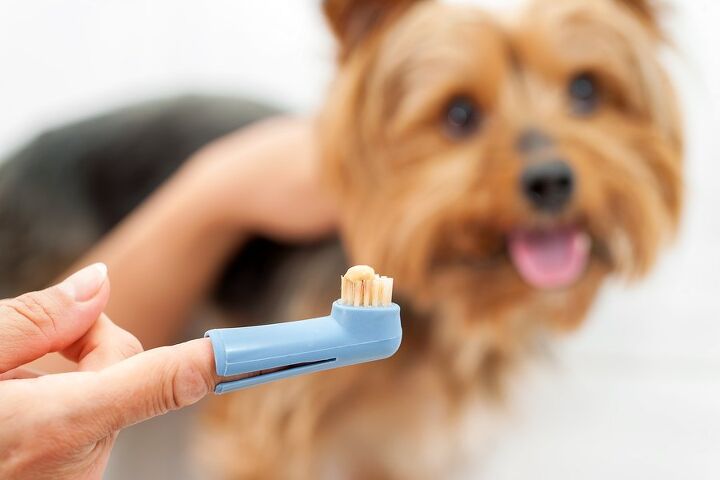 pros and cons of pet dental care products