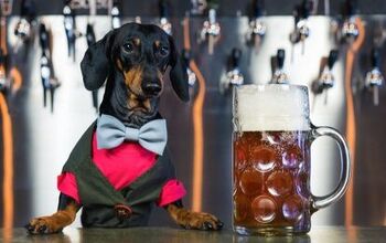 Can Dogs Drink Beer?