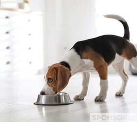 How to Transition Your Pet to New Pet Food