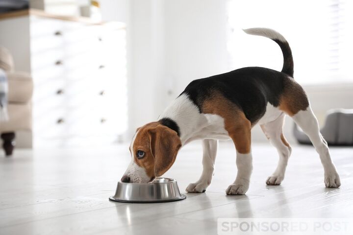 how to transition your pet to new pet food