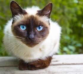 Top 10 Best Cats for Mousing