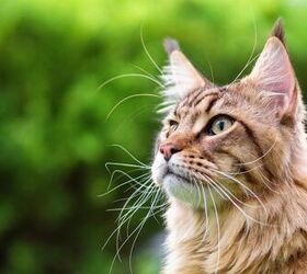 top 10 best cats for mousing