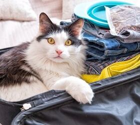 must have products that make it easier to travel with your cat