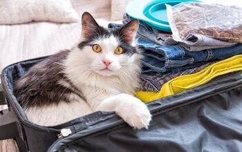 Must-Have Products That Make It Easier to Travel With Your Cat