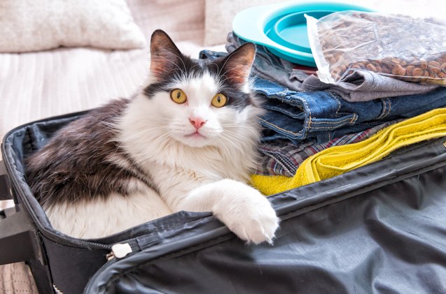 must have products that make it easier to travel with your cat