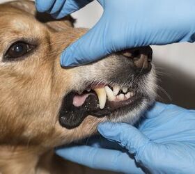 how much does it cost to fix a dogs broken jaw