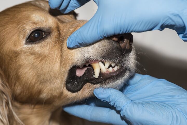 the pain of dog tooth extraction cost