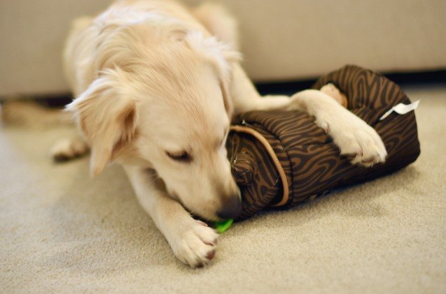 product review outward hound hide a squirrel and hide a hedgie