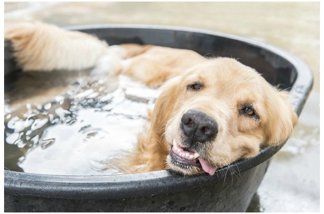 petsafe sponsors national pet hydration awareness month with drinkwell fountains