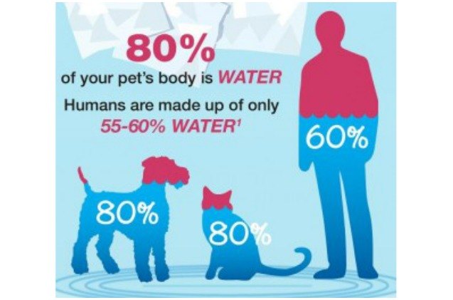 petsafe sponsors national pet hydration awareness month with drinkwell