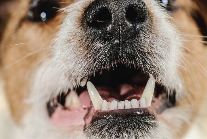 dog teeth cleaning without anesthesia