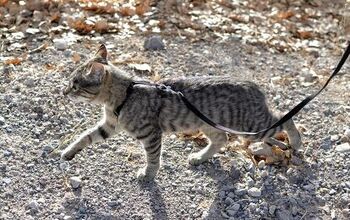 How To Train A Cat To Walk On A Leash