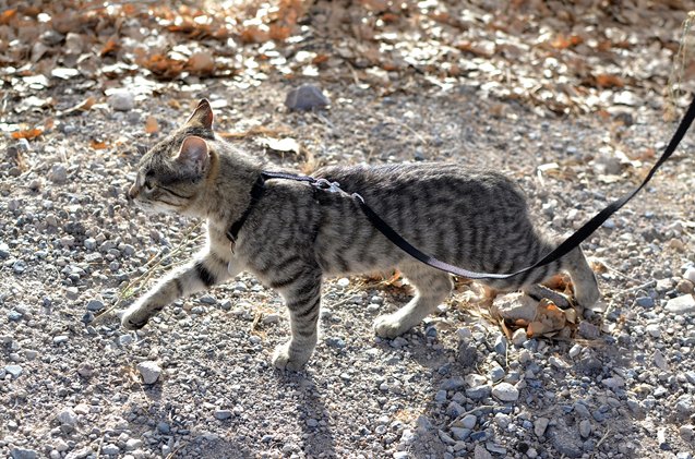 how to train a cat to walk on a leash