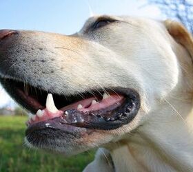7 Ways To Keep Your Dog’s Teeth Clean PetGuide