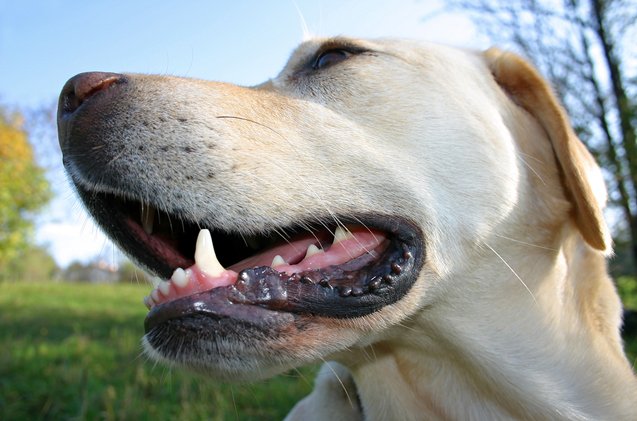 7 ways to keep your dogs teeth clean