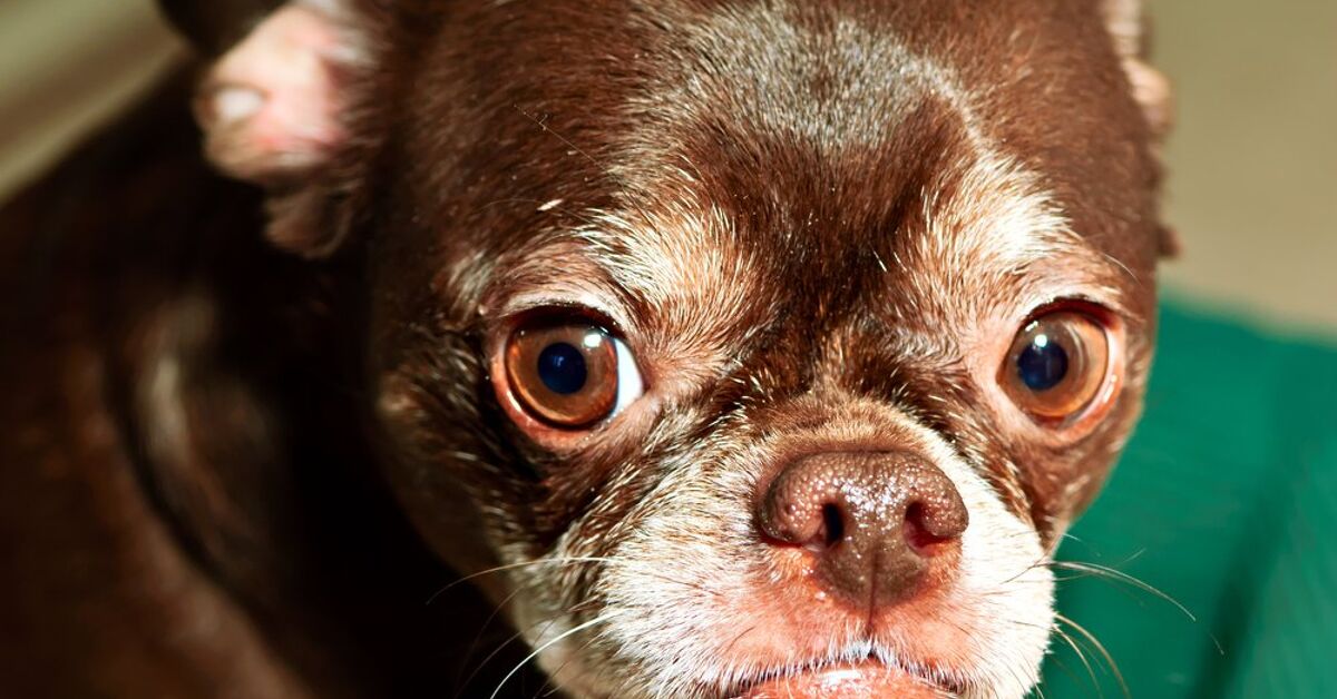 American Bullhuahua: The Ultimate Pet Guide Revealed!