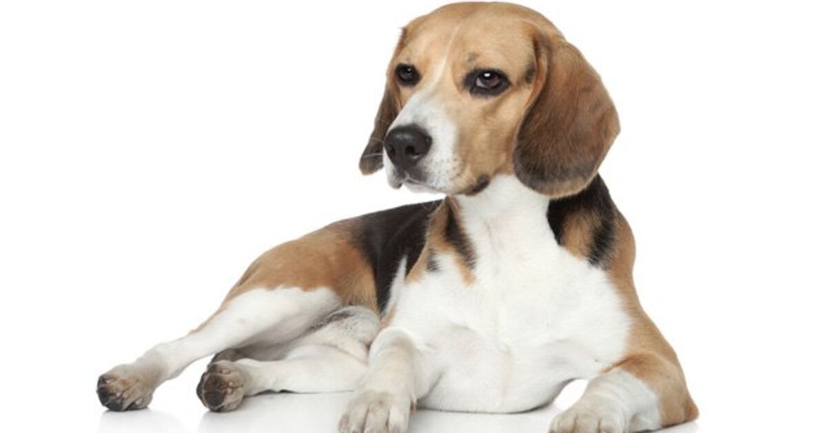 Begual Beagle Dog Breed Information and Pictures - PetGuide | PetGuide