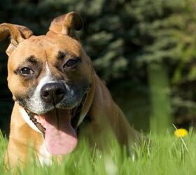 Top 10 Unusual Dog Names for 2012