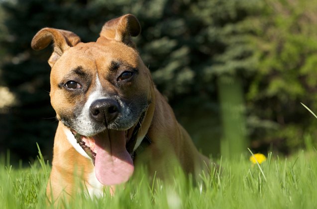 top 10 unusual dog names for 2012
