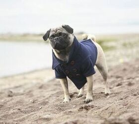 Designer Dog Clothes - Rover Boutique clothing for refined pooches