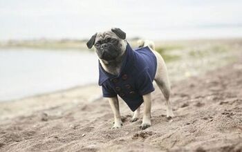 Rover Boutique Offers Designer Dog Clothes for Refined Pooches