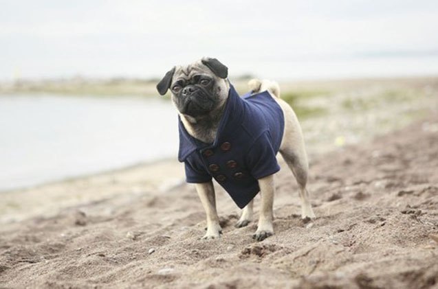 rover boutique offers designer dog clothes for refined pooches