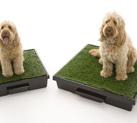 The Pet Loo – An Indoor Potty for Dogs