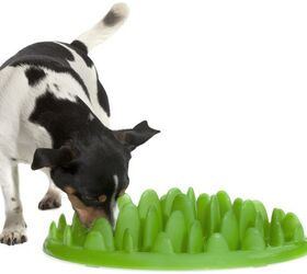 if your dog eats fast green interactive feeder forces him to slow dow