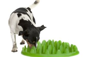 If Your Dog Eats Fast, Green Interactive Feeder Forces Him to Slow Dow