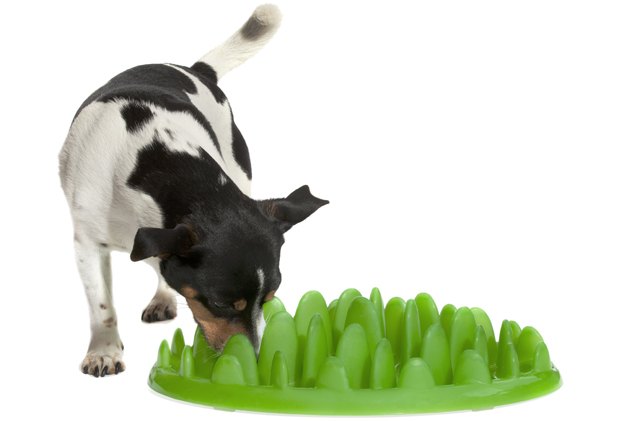 if your dog eats fast green interactive feeder forces him to slow dow