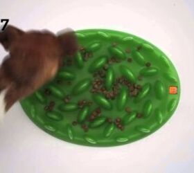 https://cdn-fastly.petguide.com/media/2022/02/28/8262997/if-your-dog-eats-fast-green-interactive-feeder-forces-him-to-slow-dow.jpg