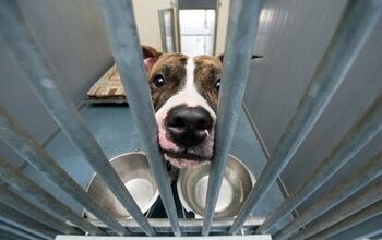 Why You Should Adopt a Dog From a Shelter