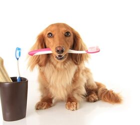 How to Brush Dog Teeth