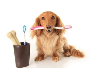 How to Brush Dog Teeth