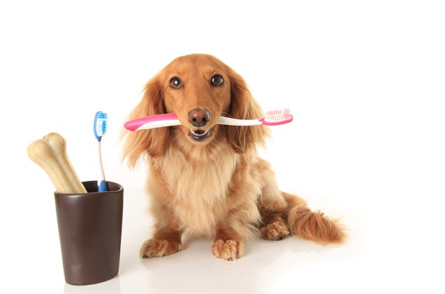 how to brush dog teeth