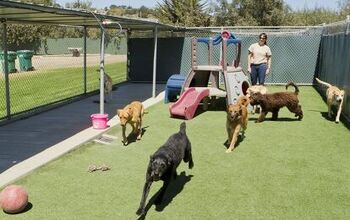 What To Look For In A Doggie Daycare