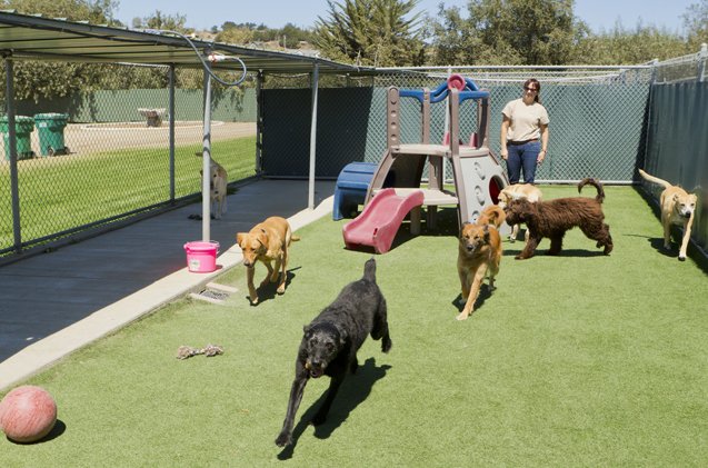 what to look for in a doggie daycare