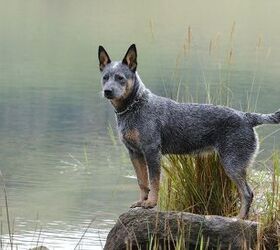 are blue heeler alaskan shepherd mix good with other dogs