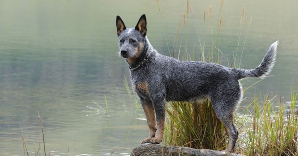 Australian Cattle Dog Information and Pictures - Petguide | PetGuide