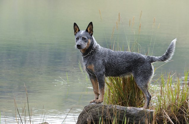 Australian Cattle Dog Information and Pictures - Petguide | PetGuide