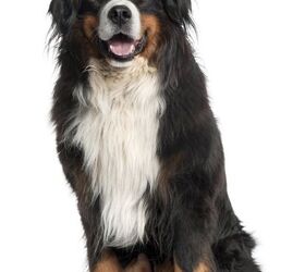 Bernese mountain dog coat 2024 type