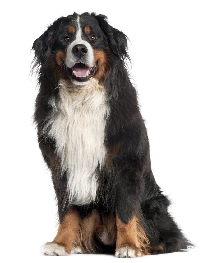 Berner Size Of A Bernese Mountain Dog Bernese Mountain Dog