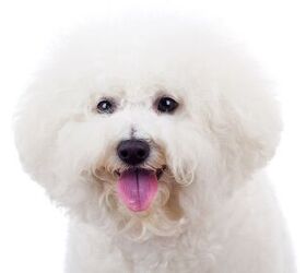 are bichon frise dogs aggressive