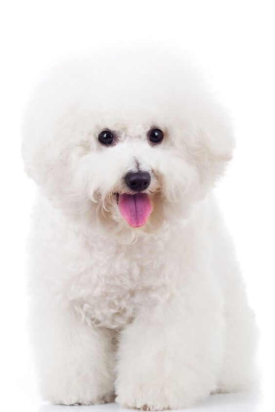 Bichon Frise Dog Breed Information And Pictures - Petguide | Petguide