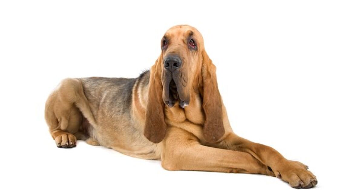 Bloodhound Dog Breed Information and Pictures - Petguide | PetGuide