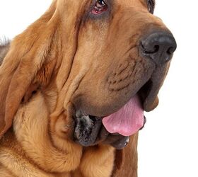Bloodhound Dog Breed Information and Pictures - Petguide
