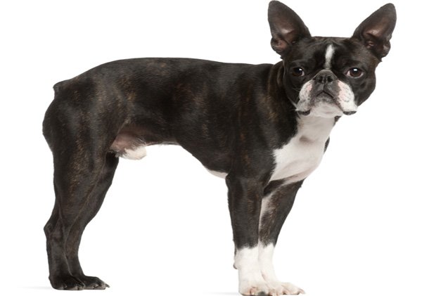 boston terrier